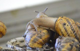 ESCARGOT DES RESTANQUES