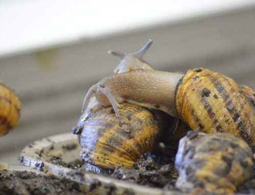 ESCARGOT DES RESTANQUES